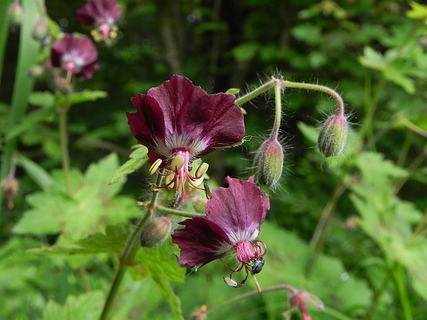 pakost hnedočervený Geranium phaeum L.