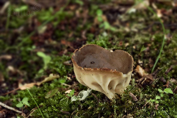 chriapač kalíškovitý Helvella acetabulum (L.) Quél.