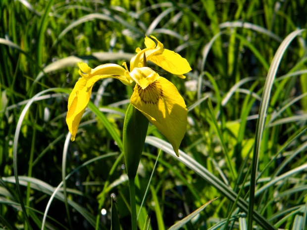 kosatec žltý Iris pseudacorus L.