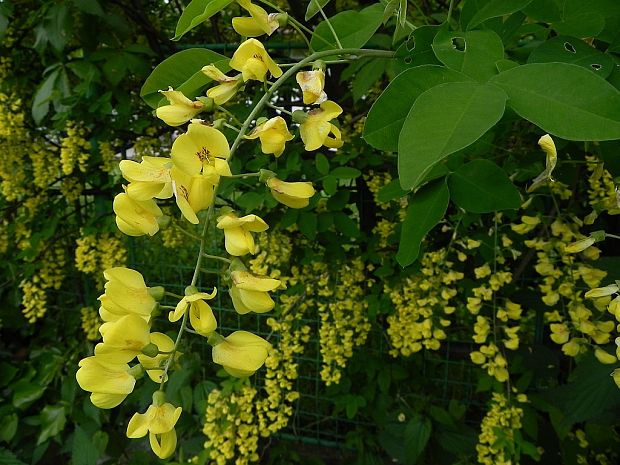 štedrec ovisnutý Laburnum anagyroides Medik.