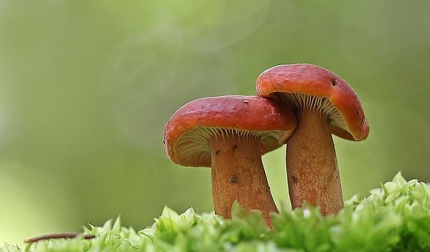 rýdzik Lactarius sp.