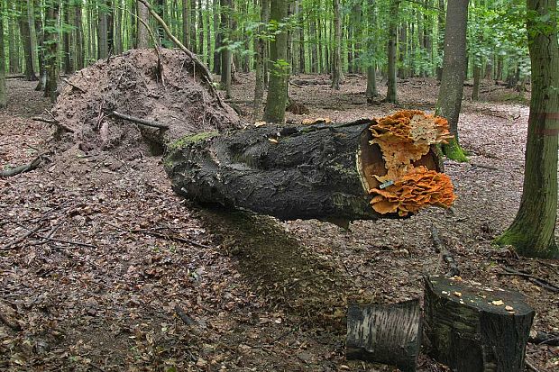 sírovec obyčajný Laetiporus sulphureus (Bull.) Murrill