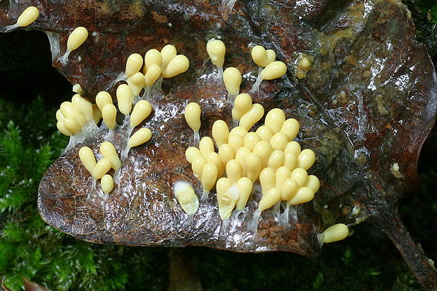 leskloplodka krehká Leocarpus fragilis (Dicks.) Rostaf.