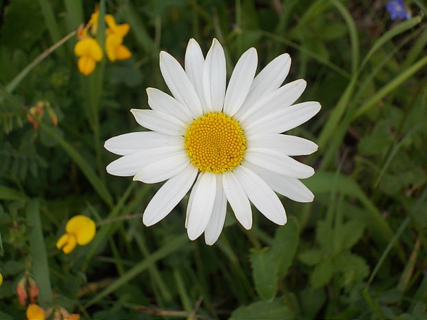 margarétka biela Leucanthemum vulgare Lam.