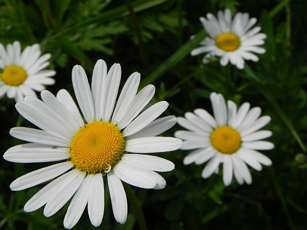 margaréta biela Leucanthemum vulgare Lam.