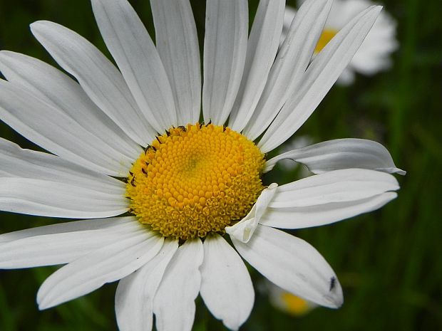 margaréta biela Leucanthemum vulgare Lam.