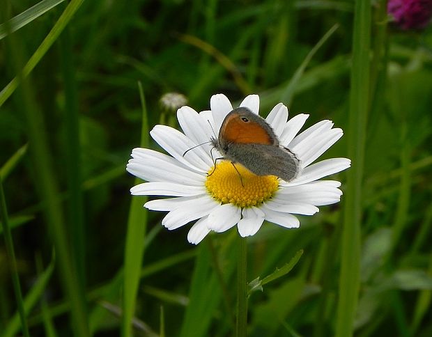 margaréta biela Leucanthemum vulgare Lam.