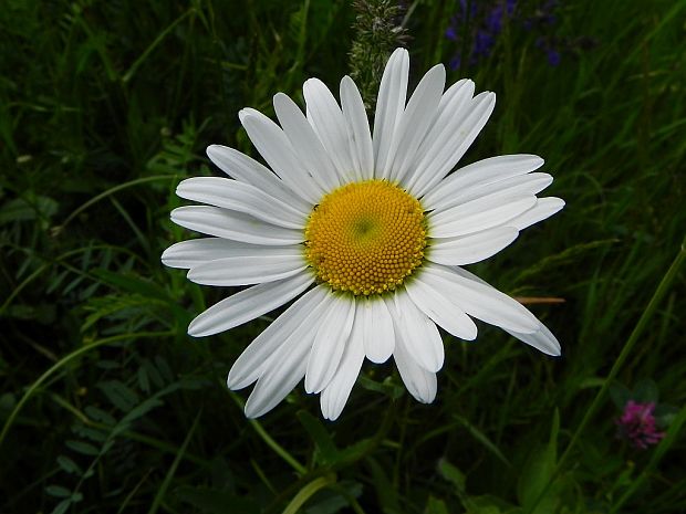 margaréta biela Leucanthemum vulgare Lam.