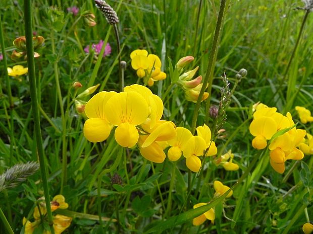 ľadenec rožkatý Lotus corniculatus L.