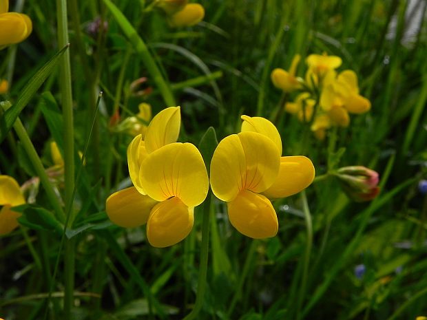 ľadenec rožkatý Lotus corniculatus L.