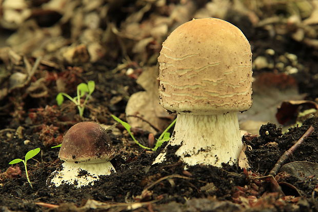 bedľa Macrolepiota sp.