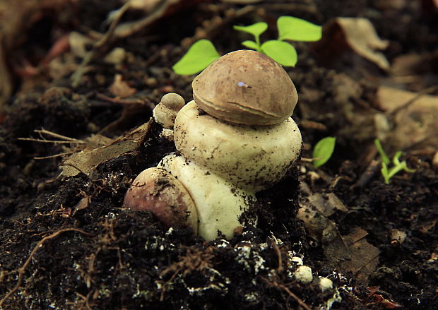 bedľa Macrolepiota sp.