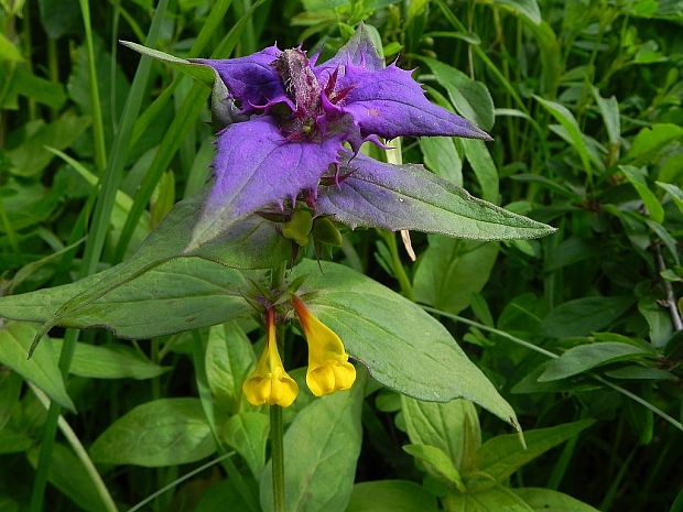 čermeľ hájny Melampyrum nemorosum L.