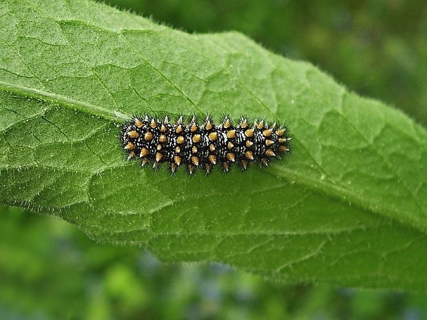 hnedáčik skorocelový, húsenica Melitaea athalia Rottemburg, 1775