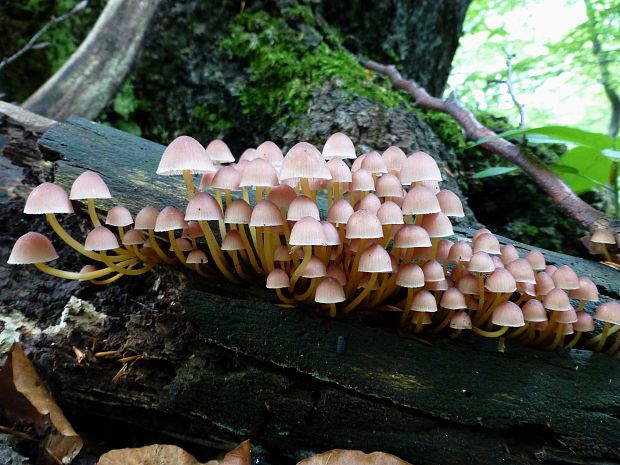 prilbička žltohlúbiková Mycena renati Quél.