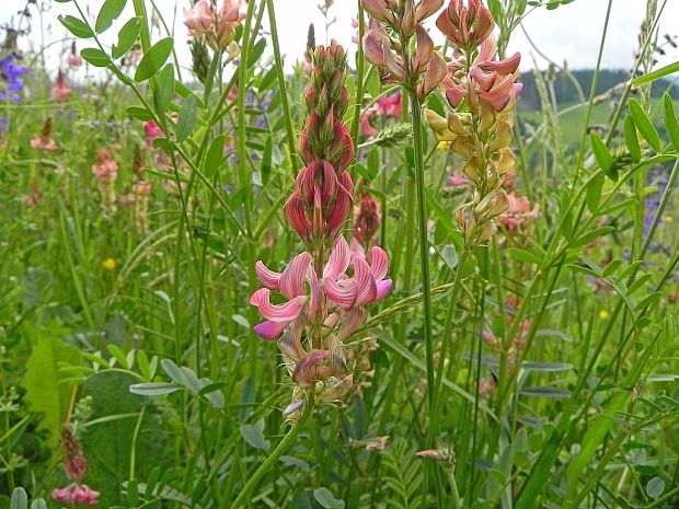 vičinec vikolistý Onobrychis viciifolia Scop.