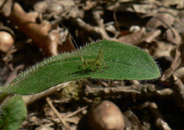 nymfa kobylky Phaneroptera sp.