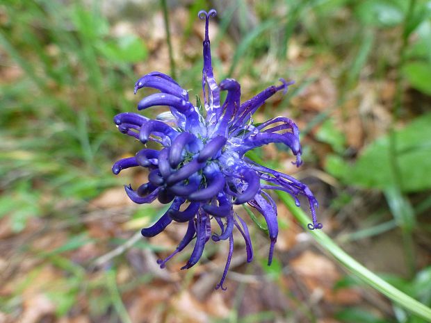 zerva hlavičkatá Phyteuma orbiculare L.