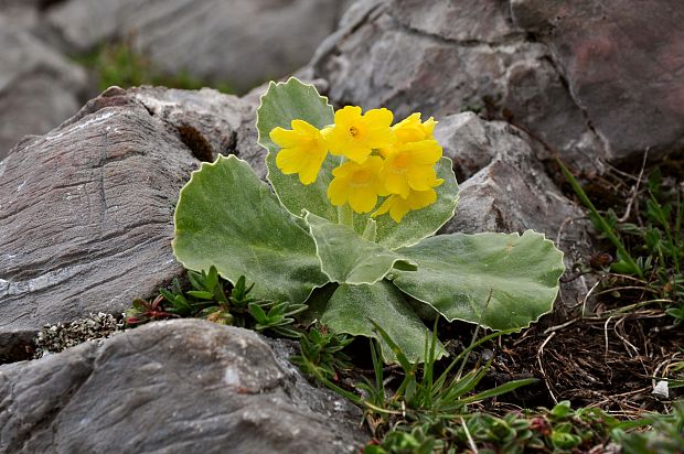 prvosienka holá Primula auricula L.