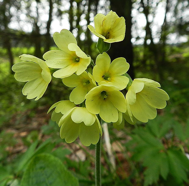 prvosienka vyššia Primula elatior (L.) L.