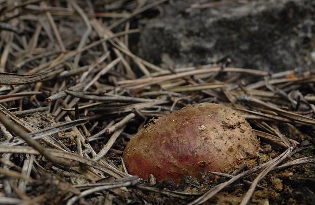 koreňovec červený Rhizopogon roseolus (Corda) Th. Fr.