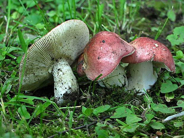 plávka blednúca Russula exalbicans (Pers.) Melzer & Zvára