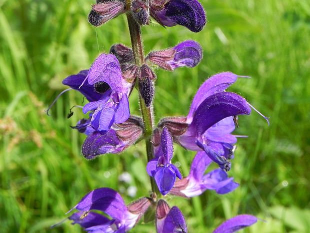 šalvia lúčna Salvia pratensis L.