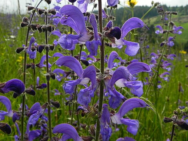 šalvia lúčna Salvia pratensis L.