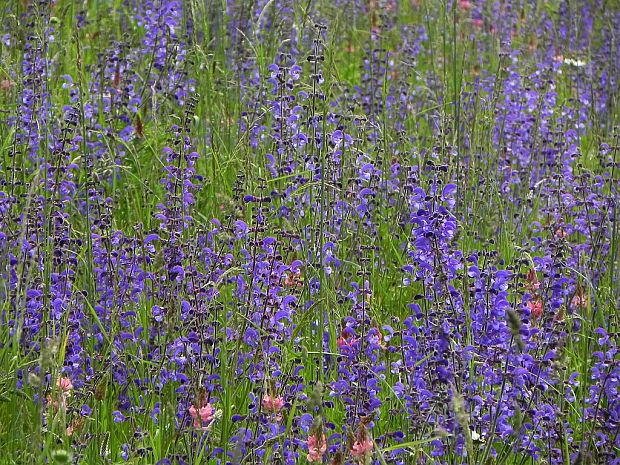 šalvia lúčna Salvia pratensis L.