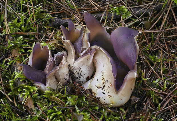 tulipánovka fialová Sarcosphaera coronaria (Jacq.) J. Schröt.