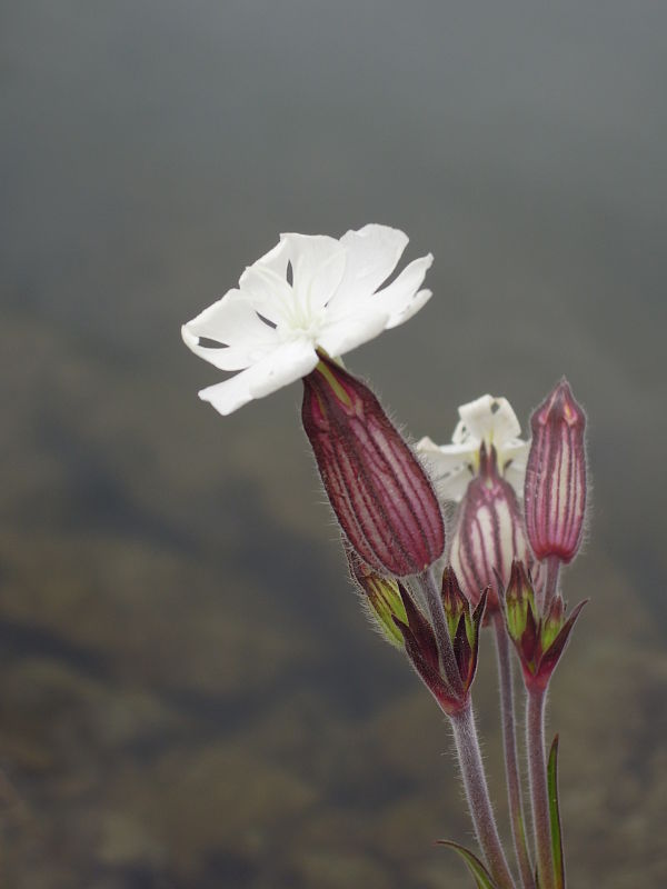 silenka biela pravá Silene latifolia subsp. alba (Mill.) Greuter et Burdet