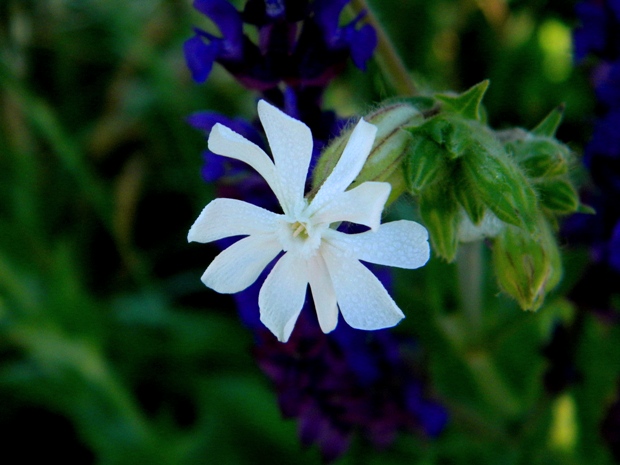 silenka obyčajná Silene vulgaris (Moench) Garcke