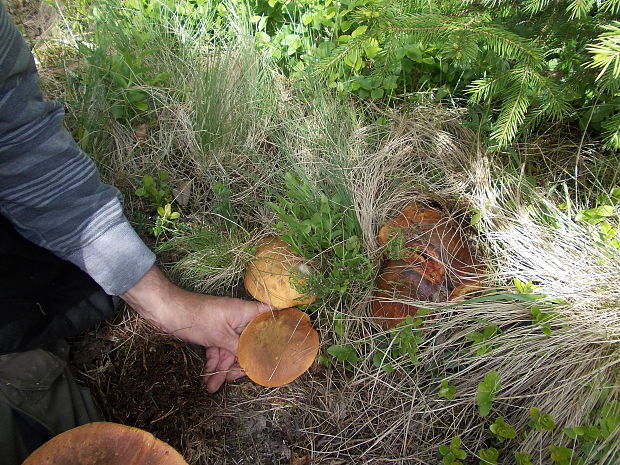 hríb zrnitohlúbikový Sutorius luridiformis (Rostk.) G. Wu & Zhu L. Yang