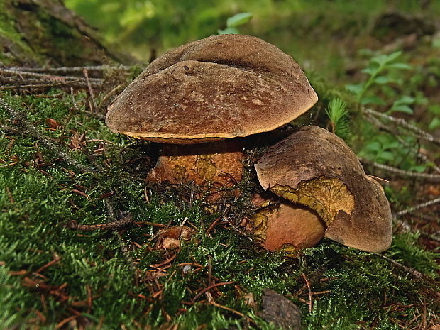 hríb zrnitohlúbikový Sutorius luridiformis (Rostk.) G. Wu & Zhu L. Yang