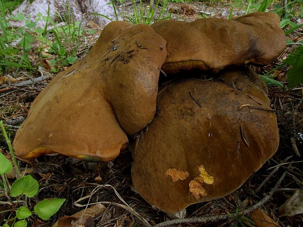 hríb zrnitohlúbikový Sutorius luridiformis (Rostk.) G. Wu & Zhu L. Yang