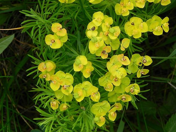 mliečnik chvojkový Tithymalus cyparissias (L.) Scop.