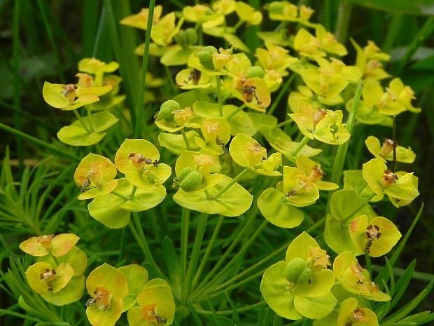 mliečnik chvojkový Tithymalus cyparissias (L.) Scop.