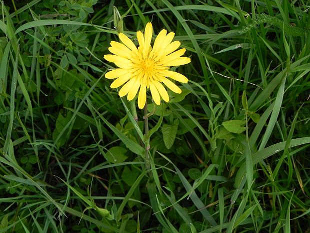 kozobrada lúčna Tragopogon pratensis L.