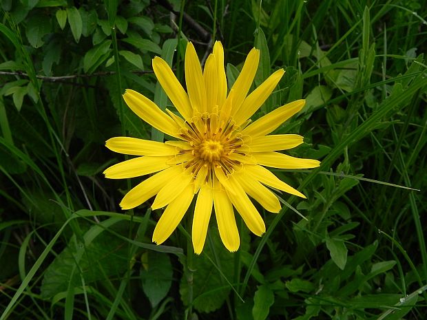 kozobrada lúčna Tragopogon pratensis L.