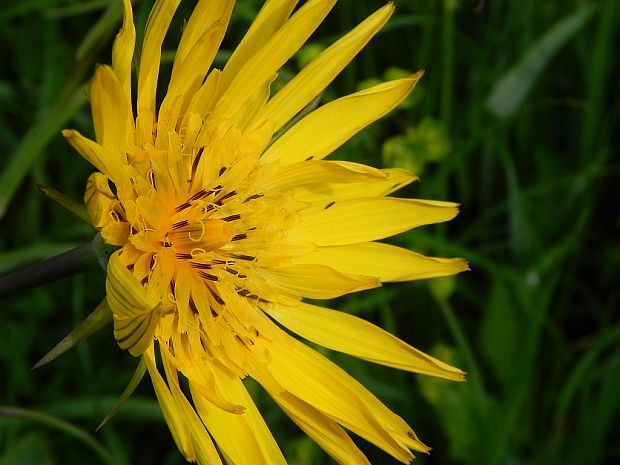 kozobrada lúčna Tragopogon pratensis L.