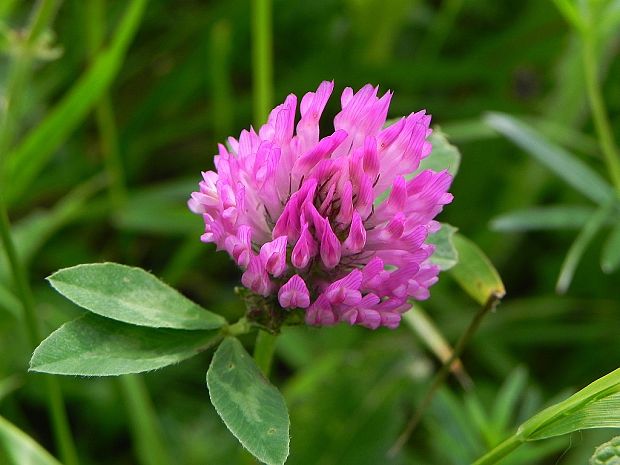 ďatelina lúčna Trifolium pratense L.