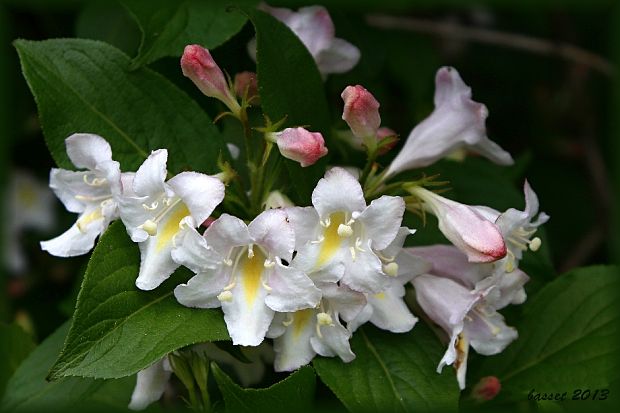 weigela Weigela sp.