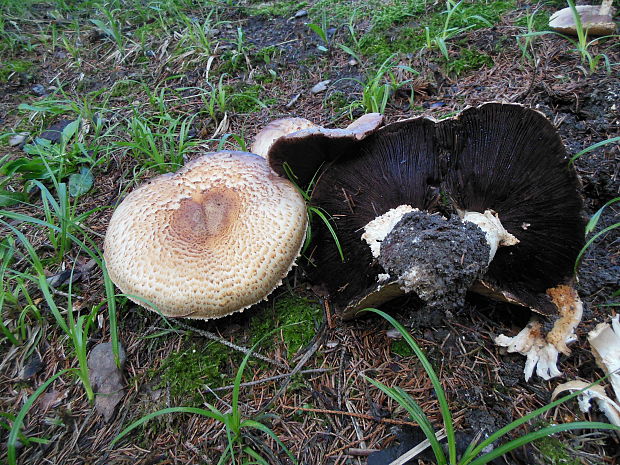 pečiarka obrovská Agaricus augustus Fr.