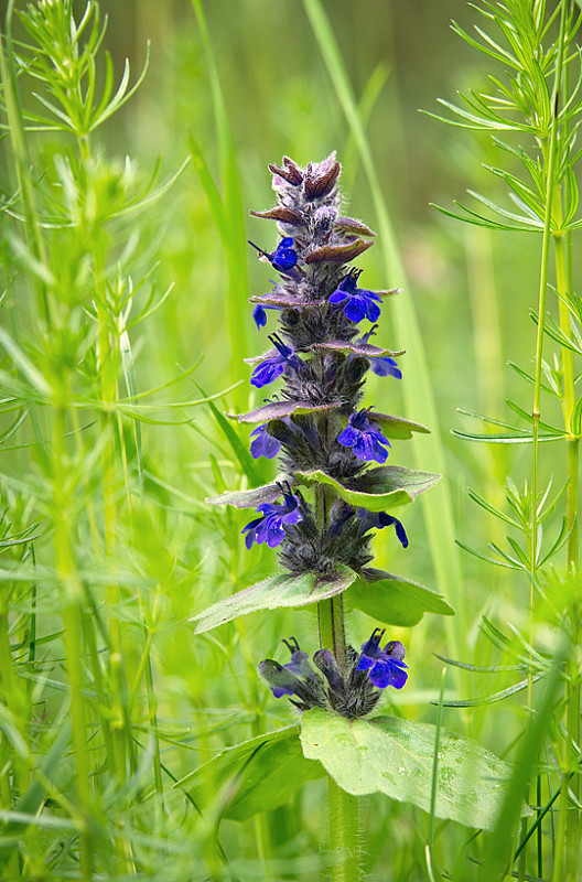 zbehovec plazivý Ajuga reptans L.