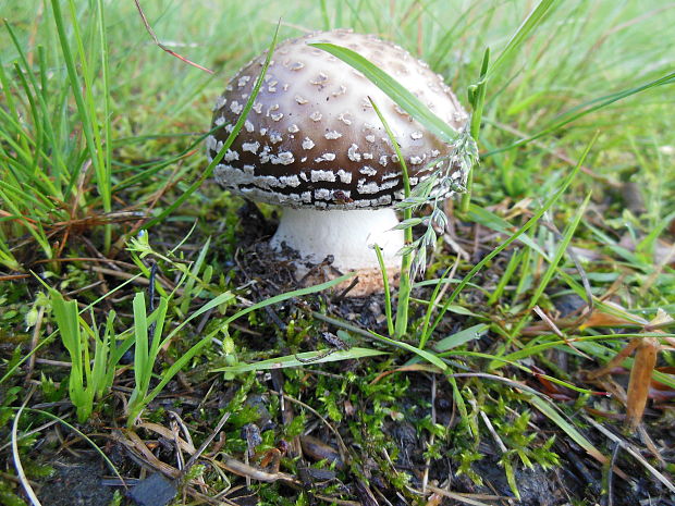 muchotrávka hrubá Amanita excelsa (Fr.) Bertill.