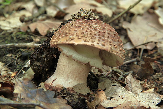 muchotrávka červenkastá Amanita rubescens Pers.