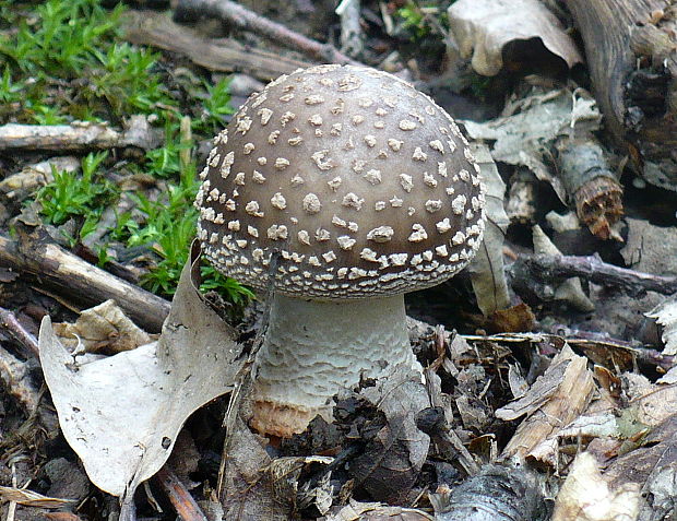 muchotrávka Amanita sp.