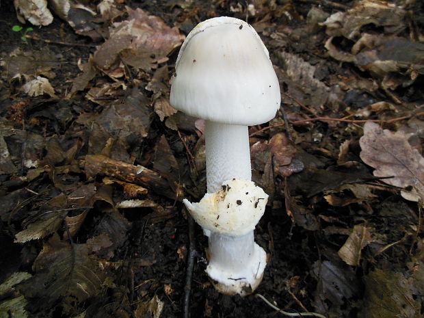 muchotrávka pošvatá biela Amanita vaginata var. alba Gillet