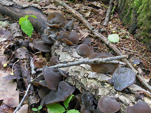 uchovec bazový Auricularia auricula-judae (Bull.) Quél.