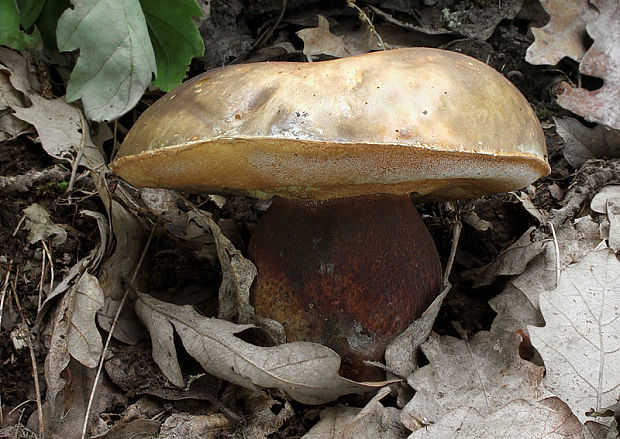 hríb bronzový Boletus aereus Bull. ex Fr.